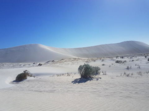 Pinnacles Desert, Koalas And Sandboarding 4WD Day Tour From Perth - New Castle Holiday 2