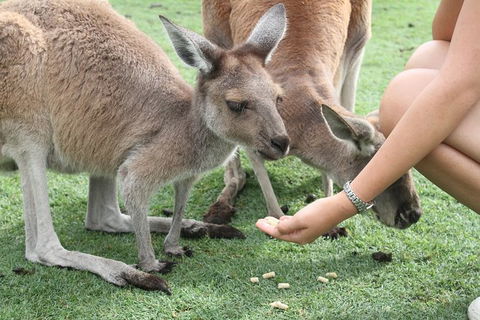 Pinnacles Desert, Koalas And Sandboarding 4WD Day Tour From Perth - New Castle Holiday 32