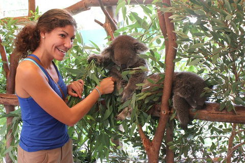 Pinnacles Desert, Koalas And Sandboarding 4WD Day Tour From Perth - New Castle Holiday 29