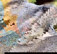 Perth Zoo General Entry Ticket and Sightseeing Cruise - New Castle Holiday