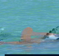 Snubfin Dolphin Eco Cruise from Broome - New Castle Holiday