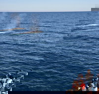 Blue Whale Perth Canyon Expedition - New Castle Holiday