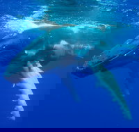 Dunsborough Whale Watching Eco Tour - New Castle Holiday