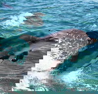 Half-Day Mandurah Canals  Dolphin Watch Tour - New Castle Holiday
