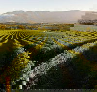 Half-Day Swan Valley Walk  Fruit Orchard - New Castle Holiday