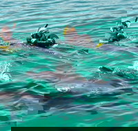 Swim with Dolphins Day Trip from Perth - New Castle Holiday