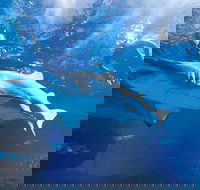 Snorkel with Sharks at AQWA - New Castle Holiday