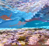 7-Day Exmouth Explorer via Pinnacles Monkey Mia Ningaloo Reef returning to Perth - New Castle Holiday