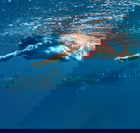 Swim with Whale Sharks - Ningaloo Reef - 3 Islands Whale Shark Dive - New Castle Holiday