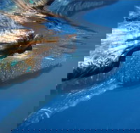 Ningaloo Whale Shark Swim on a Powerboat - New Castle Holiday