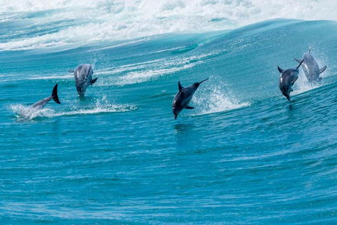 Full-Day Busselton Jetty, Train Ride & Dophin Discovery - New Castle Holiday 1
