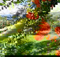 Full-Day Swan Valley Wildlife Park Winery  Fruit Orchard - New Castle Holiday