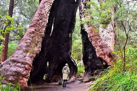Albany Southwest Wilderness Day Tour - Fly From Perth - New Castle Holiday 7