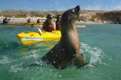 Penguin And Seal Island Kayak Tour - New Castle Holiday 0