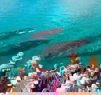 Humpback Whale Sunset Cruise - New Castle Holiday