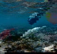 3 Night Ningaloo Reef Snorkel and Dive Getaway from Coral Bay - New Castle Holiday