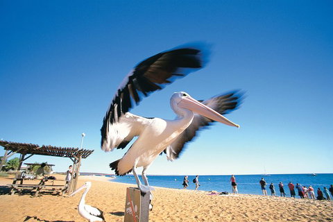 4-Day Coastal Loop Via Monkey Mia Wild Dolphins Kalbarri Pinnacles Perth Return - New Castle Holiday 12