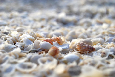 4-Day Coastal Loop Via Monkey Mia Wild Dolphins Kalbarri Pinnacles Perth Return - New Castle Holiday 7