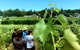 Premium Cider, Wine & Whiskey Tour - Small Group Full-Day Tour From Perth - thumb 6