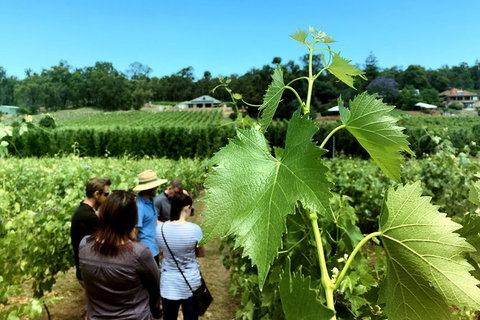 Premium Cider, Wine & Whiskey Tour - Small Group Full-Day Tour From Perth - New Castle Holiday 6