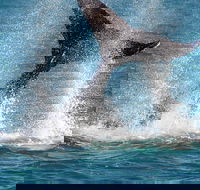 Whale-Watching Cruise and Hillarys Boat Harbour Day Trip from Perth - New Castle Holiday