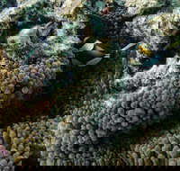 Muiron Island Dive  Snorkel Tour - New Castle Holiday