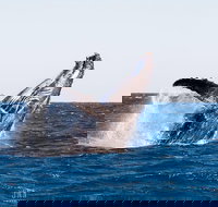 Turtle tours on the Ningaloo Reef Exmouth. 1/2 day cruise. - New Castle Holiday