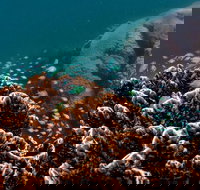 Ningaloo Reef or Muiron Islands Snorkeling and Wildlife Adventure - New Castle Holiday