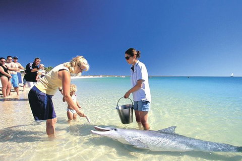 Bunbury Dolphins Discovery Tour - Fly From Perth - New Castle Holiday 3