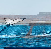 Ningaloo Reef Eco Tours - New Castle Holiday