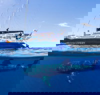 Ningaloo Whale Shark Swim on a Luxury Sailing Catamaran - New Castle Holiday