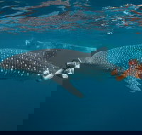 Ningaloo Reef Whale Shark Snorkeling Adventure Apr-July - New Castle Holiday