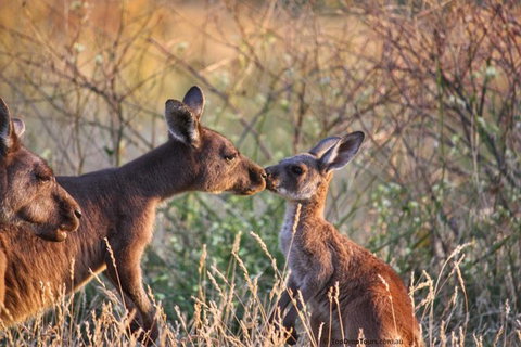 Margaret River Small-Group Wine And Dine Tour - New Castle Holiday 1