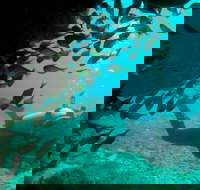 Scuba Dive Ningaloo Reef - New Castle Holiday