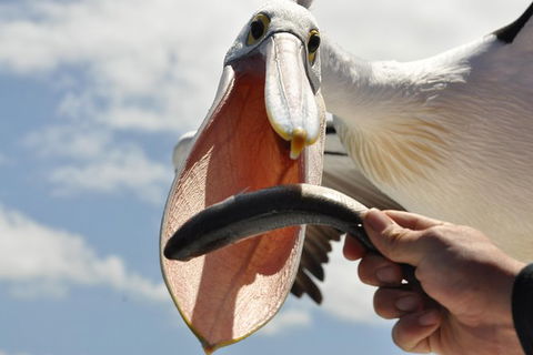 Albany Wildlife And Scenic Cruise - New Castle Holiday 1