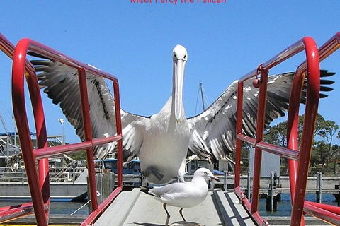 Albany Wildlife And Scenic Cruise - New Castle Holiday 2
