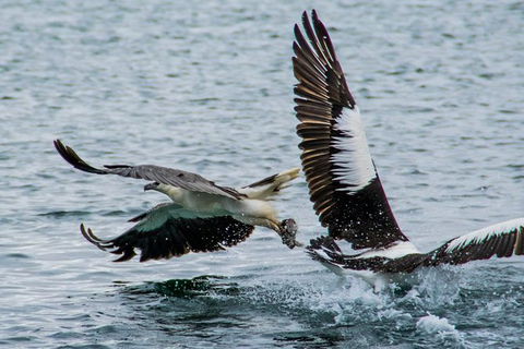 Albany Wildlife And Scenic Cruise - New Castle Holiday 4