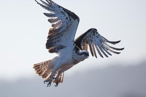 Albany Wildlife And Scenic Cruise - New Castle Holiday 6