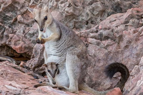 Lake Argyle Morning Cruise - New Castle Holiday 6