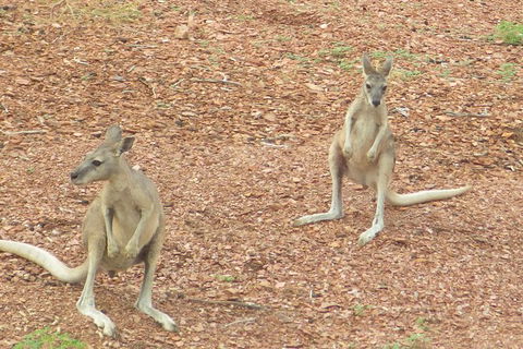 Lake Argyle Morning Cruise - New Castle Holiday 9
