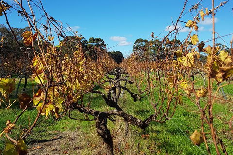 5 Hours Wineries, Coffee Tasting, Forest & Lunch At The Berry Farm - New Castle Holiday 15