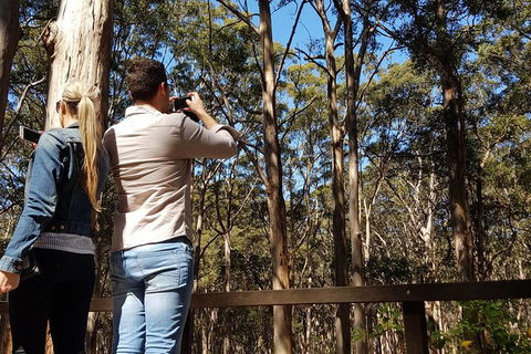 5 Hours Wineries, Coffee Tasting, Forest & Lunch At The Berry Farm - New Castle Holiday 9
