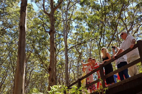 5 Hours Wineries, Coffee Tasting, Forest & Lunch At The Berry Farm - New Castle Holiday 4