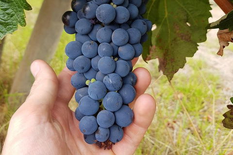 5 Hours Wineries, Coffee Tasting, Forest & Lunch At The Berry Farm - New Castle Holiday 18