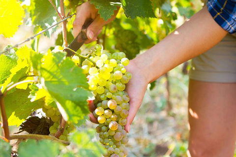 5 Hours Wineries, Coffee Tasting, Forest & Lunch At The Berry Farm - New Castle Holiday 3