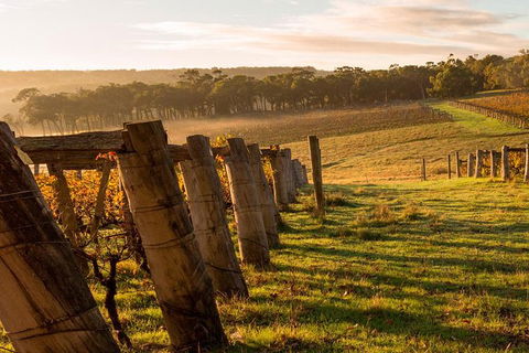 5 Hours Wineries, Coffee Tasting, Forest & Lunch At The Berry Farm - New Castle Holiday 19