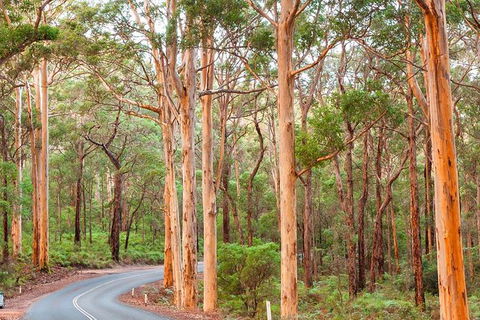 5 Hours Wineries, Coffee Tasting, Forest & Lunch At The Berry Farm - New Castle Holiday 13