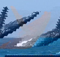 Sunset Cruise Wildlife Watching - New Castle Holiday