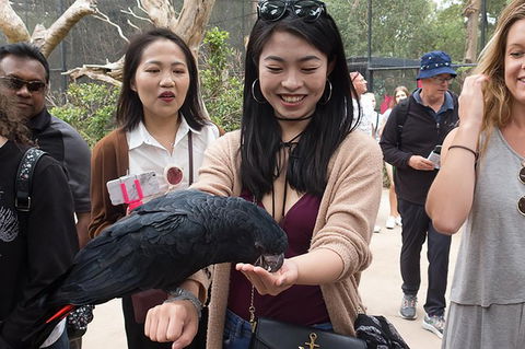 Puffing Billy, Moonlit Sanctuary & Penguins Day Tour - New Castle Holiday 0