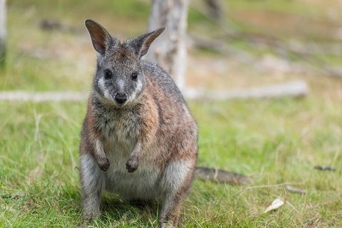 Puffing Billy, Moonlit Sanctuary & Penguins Day Tour - New Castle Holiday 16